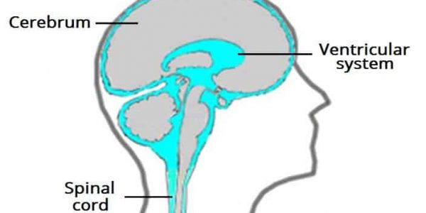 Overview-of-the-Cerebrospinal-Fluid-Distribution-in-the-Brain