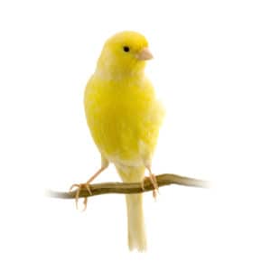 yellow-canary