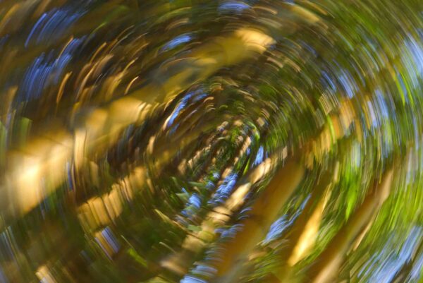Abstract blurred image of tree branches and leaves, with green, blue, and yellow colors swirling in a circular motion.