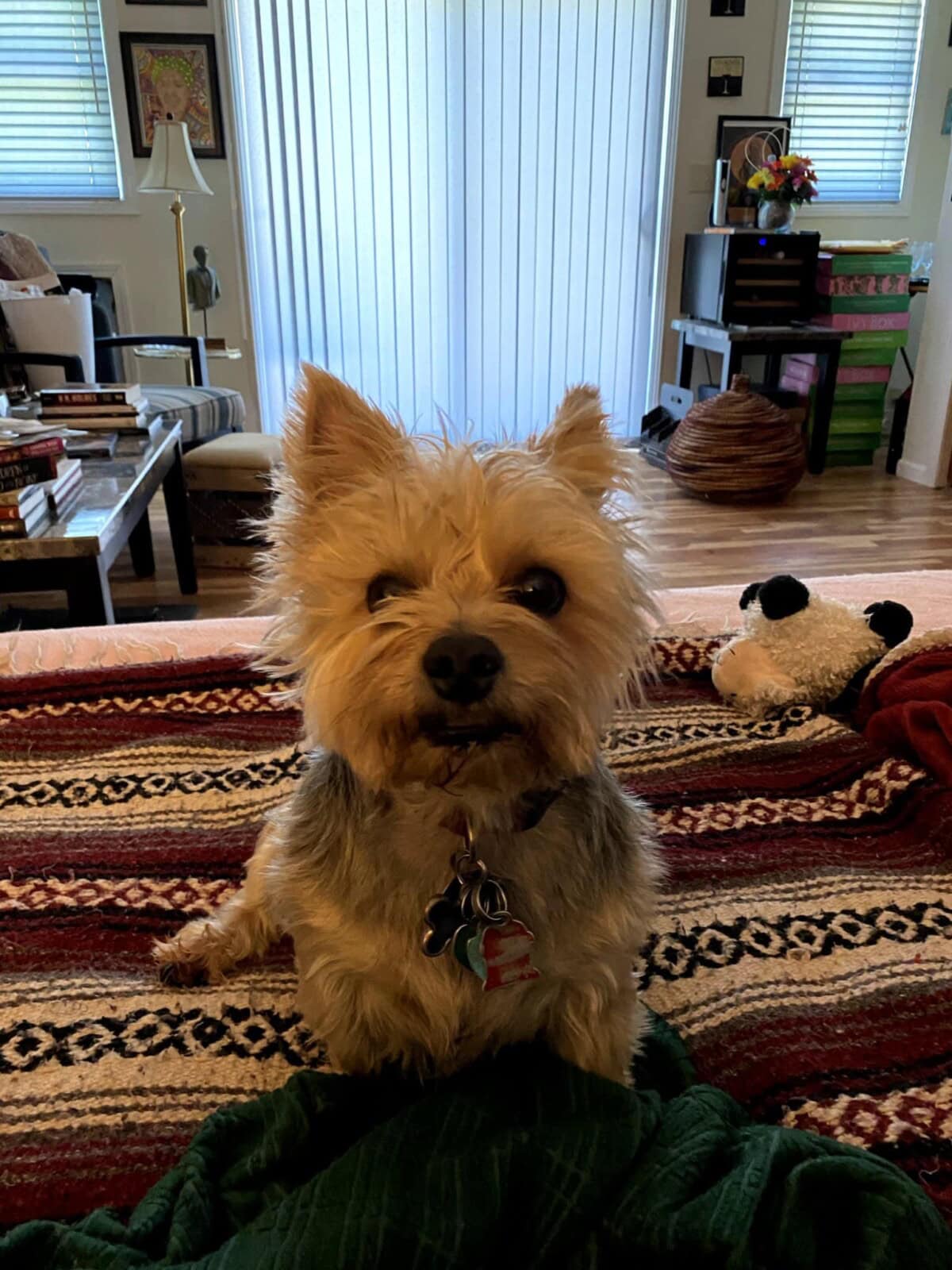 A small, scruffy dog with a collar sits on a patterned blanket in a cozy living room, looking directly at the camera.