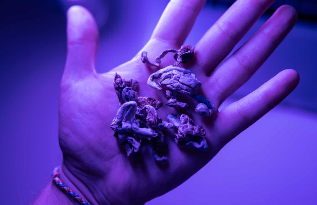 A hand holding several dried mushrooms under purple lighting.