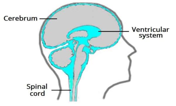 Diagram of a human head in profile showing the cerebrum, ventricular system, and spinal cord, each labeled with lines pointing to their locations.