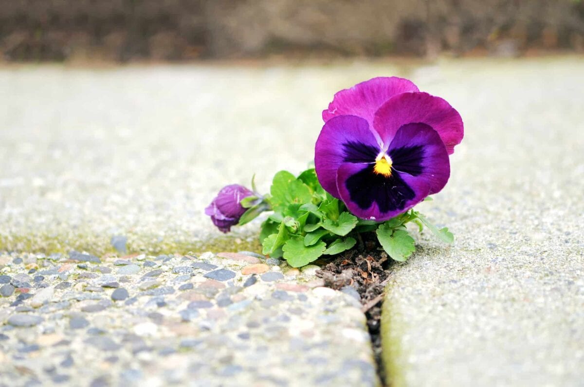 A purple pansy flower grows through a crack between concrete pavement slabs.