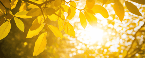 Yellow leaves on a tree branch are illuminated by bright sunlight, creating a warm and vibrant scene with a glowing background.
